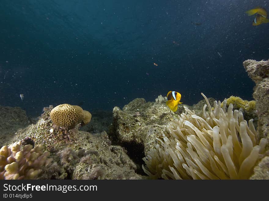 Red Sea Anemonefish (Amphipiron Bicinctus)