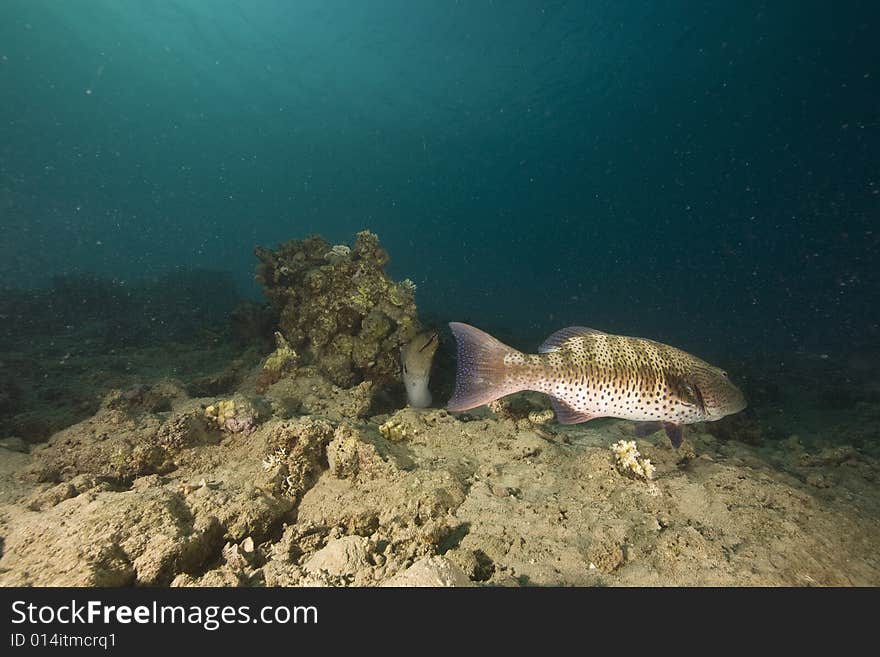 Red sea coralgrouper (plectropomus pessuliferus) taken in the Red Sea.