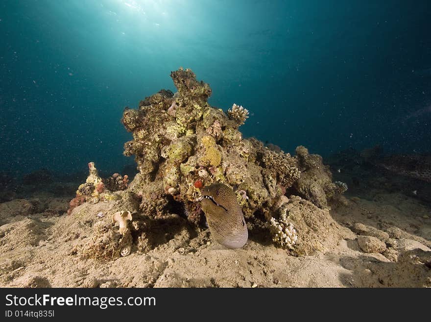 Giant moray (gymnothorax javanicus) taken in the Red Sea.