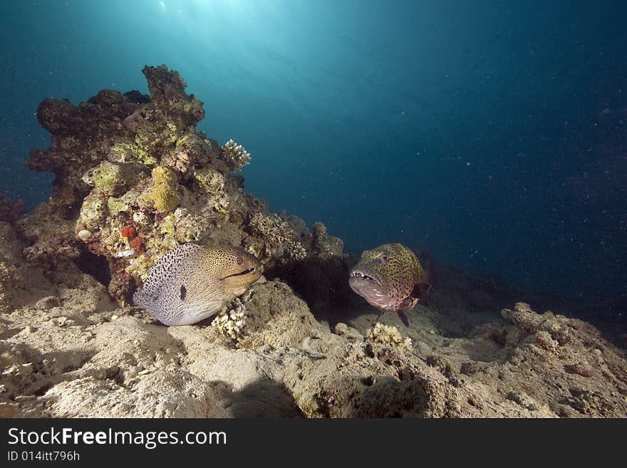 Giant moray (gymnothorax javanicus) and coralgrouper taken in the Red Sea.