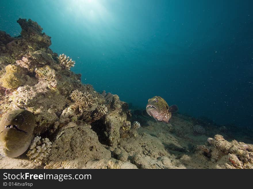 Giant moray (gymnothorax javanicus) and coralgrouper taken in the Red Sea.