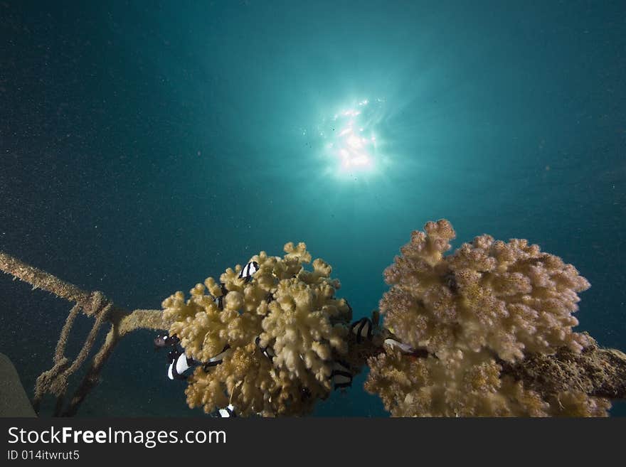 Coral and fish taken in the Red Sea.