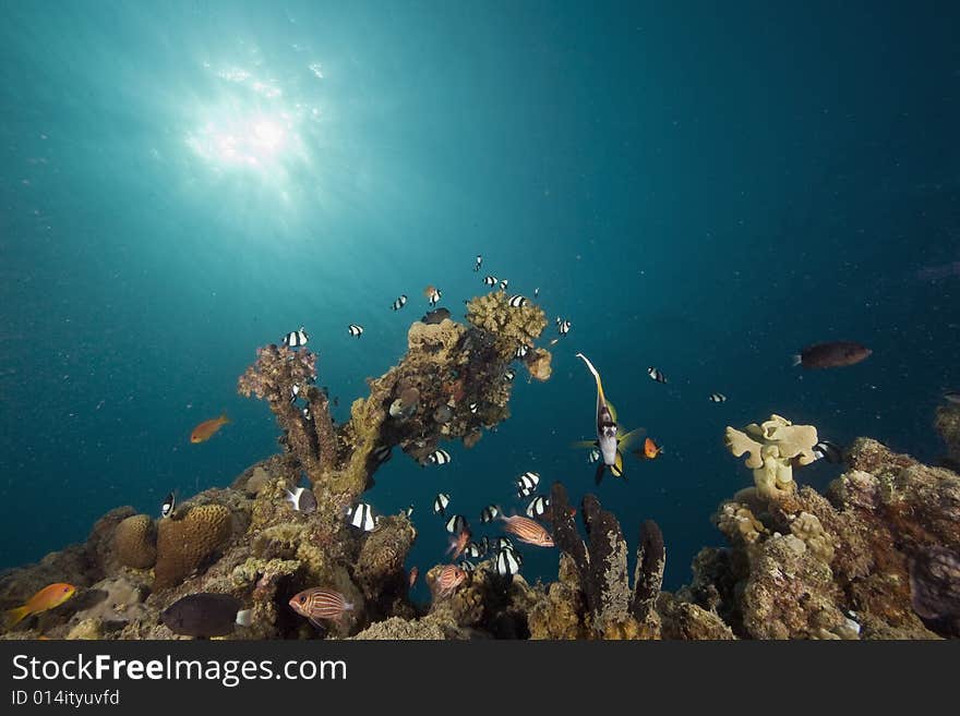 Coral and fish taken in the Red Sea.