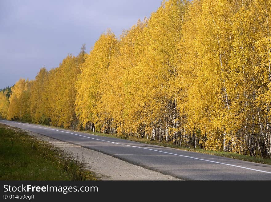 Autumn road among birch groves.