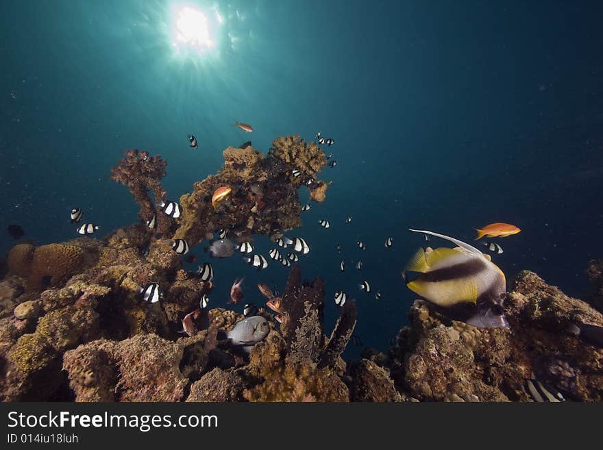 Coral and fish taken in the Red Sea.