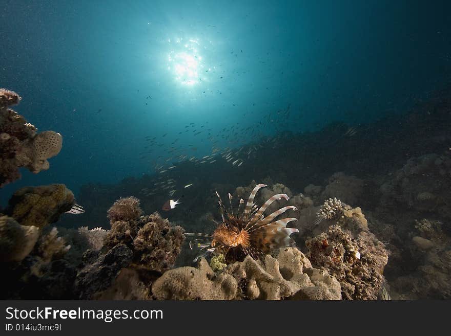 Coral and fish taken in the Red Sea.