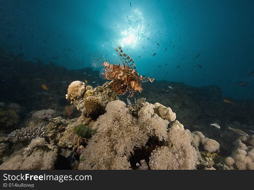 Common lionfish (pterois miles) taken in the Red Sea.