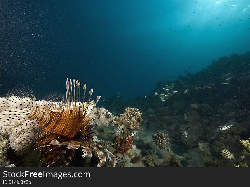 Common lionfish (pterois miles) taken in the Red Sea.