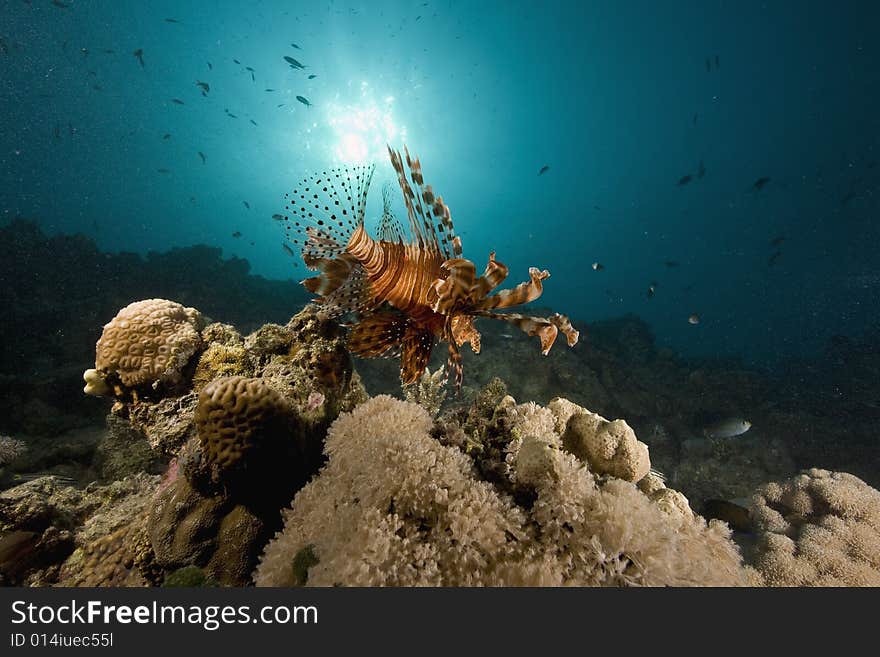 Common lionfish (pterois miles) taken in the Red Sea.