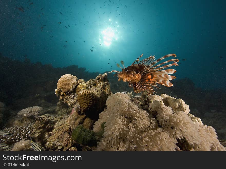 Common lionfish (pterois miles) taken in the Red Sea.