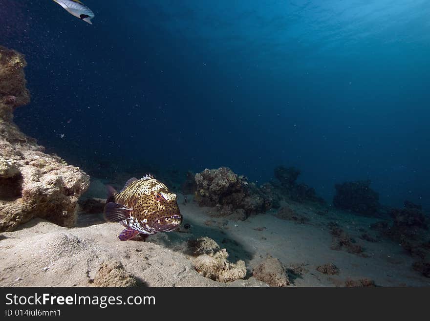 Coral and fish taken in the Red Sea.