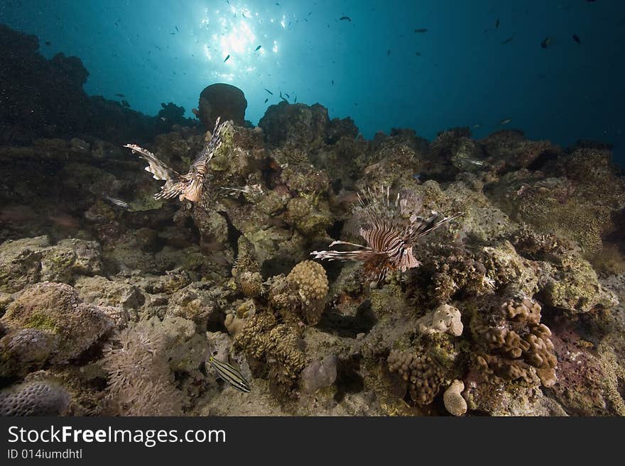 Coral and fish taken in the Red Sea.