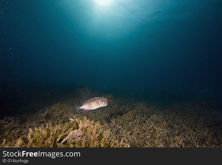 Yellowspotted burrfish (cyclichthys spilostylus)