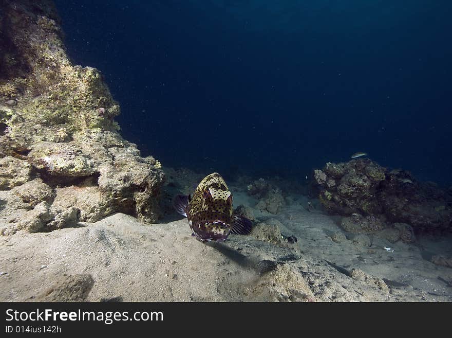 Red sea coralgrouper (plectropomus pessuliferus) taken in the Red Sea.