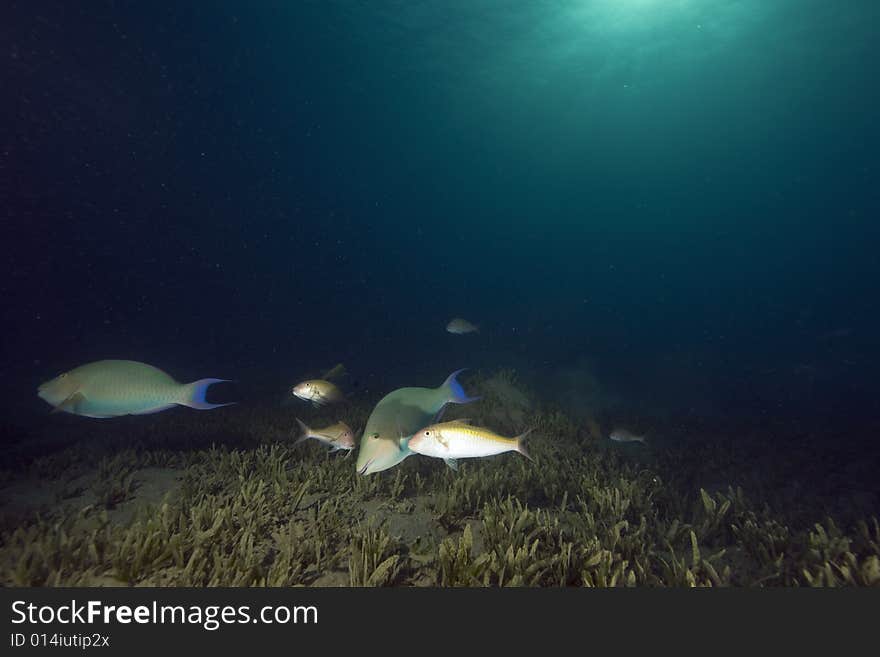 Seagrass and fish taken in the Red Sea.