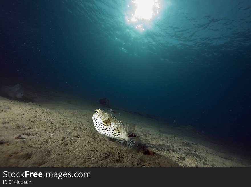 Yellowspotted burrfish (cyclichthys spilostylus) taken in the Red Sea.