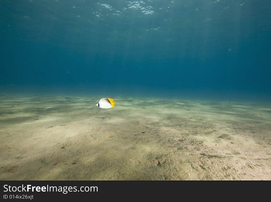 Threadfin butterflyfish (chaetodon auriga) taken in the Red Sea.