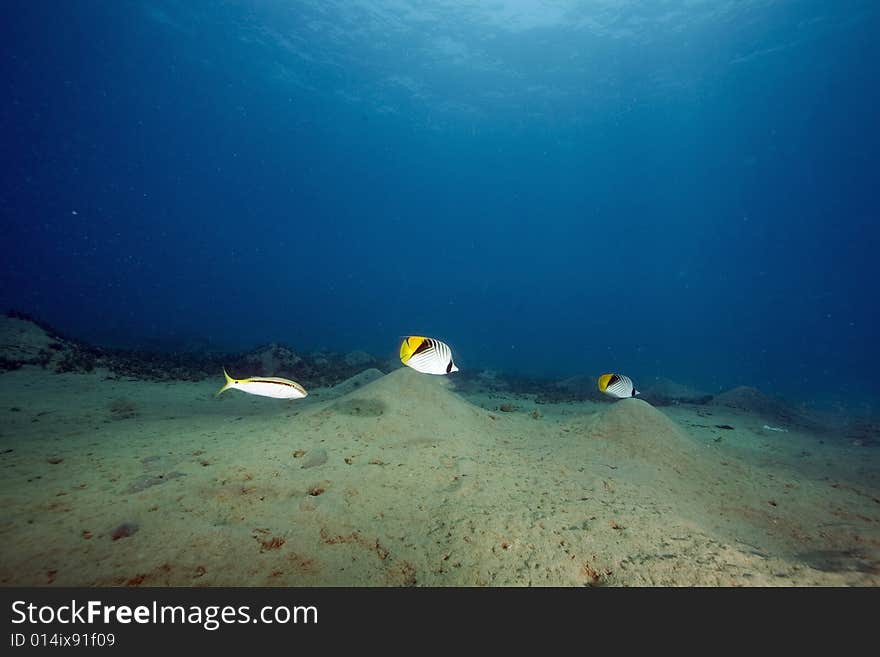 Threadfin butterflyfish (chaetodon auriga) taken in the Red Sea.