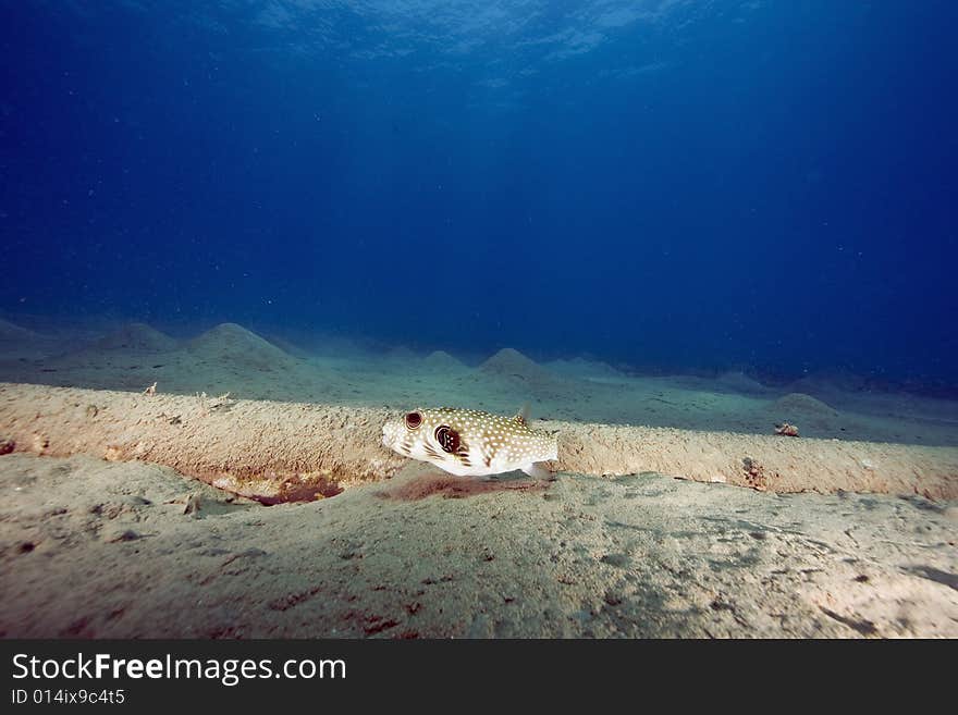 Whitespotted puffer (arothron hispidus)
 taken in the Red Sea.