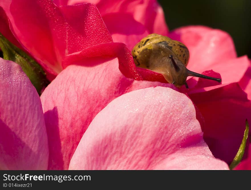 A tiny snail peeps out of a red rose. A tiny snail peeps out of a red rose