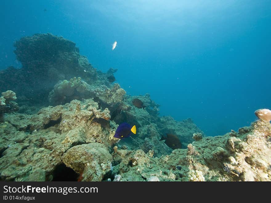 Coral and fish taken in the Red Sea.