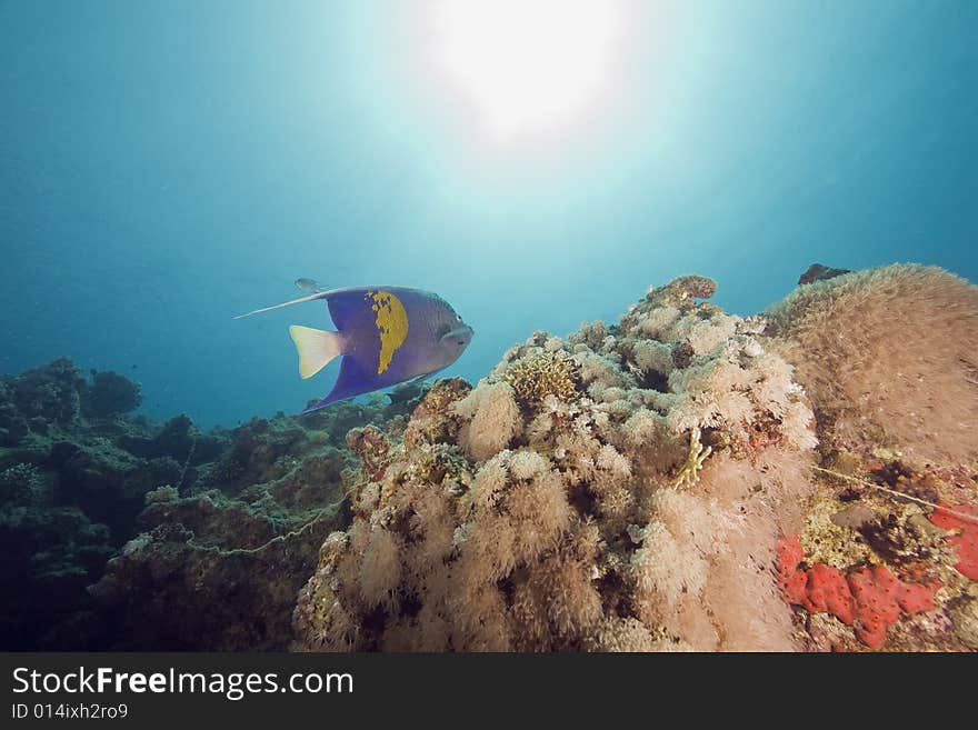 Coral and fish taken in the Red Sea.