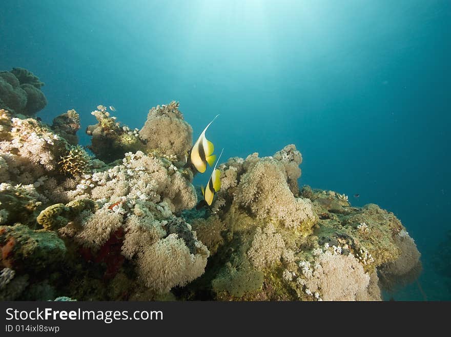 Coral and fish taken in the Red Sea.