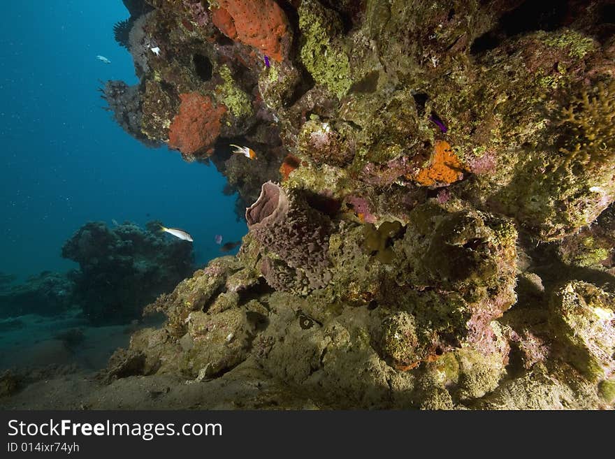 Coral and fish taken in the Red Sea.