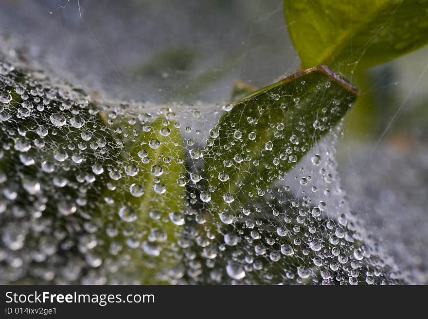 Closeup of web with dew drops. Closeup of web with dew drops