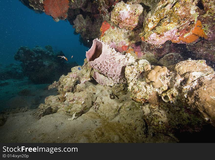 Coral and fish taken in the Red Sea.