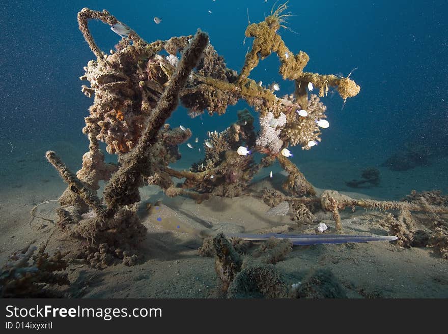 Coral and fish taken in the Red Sea.