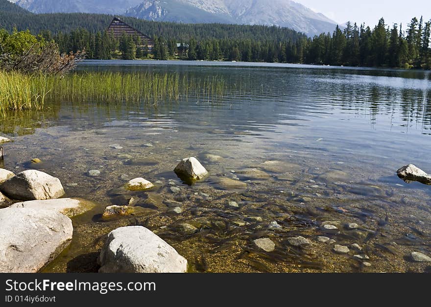 Fishes in lake