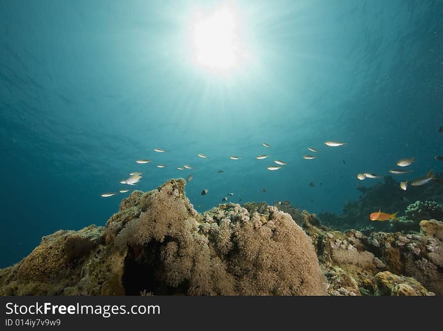 Coral and fish taken in the Red Sea.