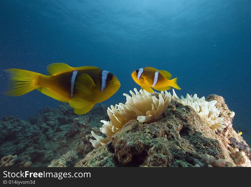 Red sea anemonefish (Amphipiron bicinctus)