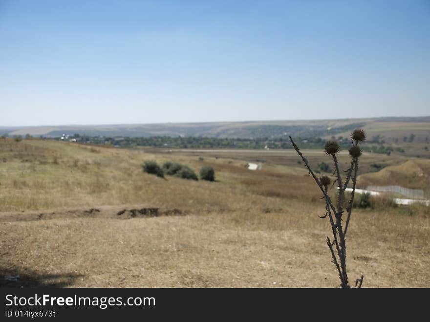 Landscape Of Country Focus On Thistle