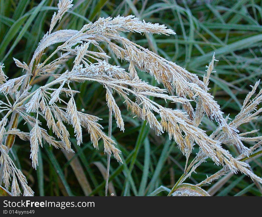 Grass Covered A Hoarfrost