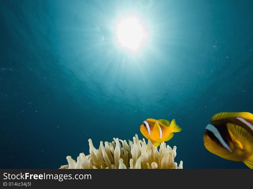 Red sea anemonefish (Amphipiron bicinctus)  taken in the Red Sea.