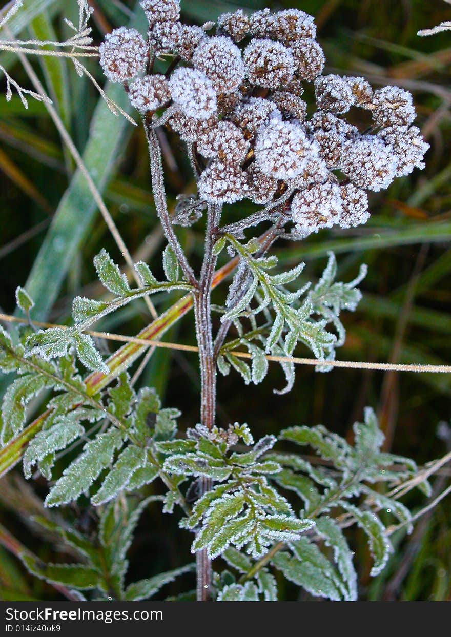 Grass covered a hoarfrost