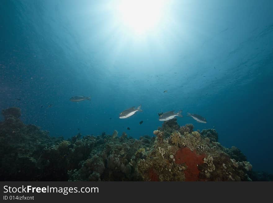 Coral and fish taken in the Red Sea.