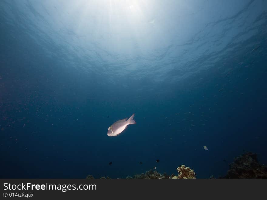 Coral and fish taken in the Red Sea.