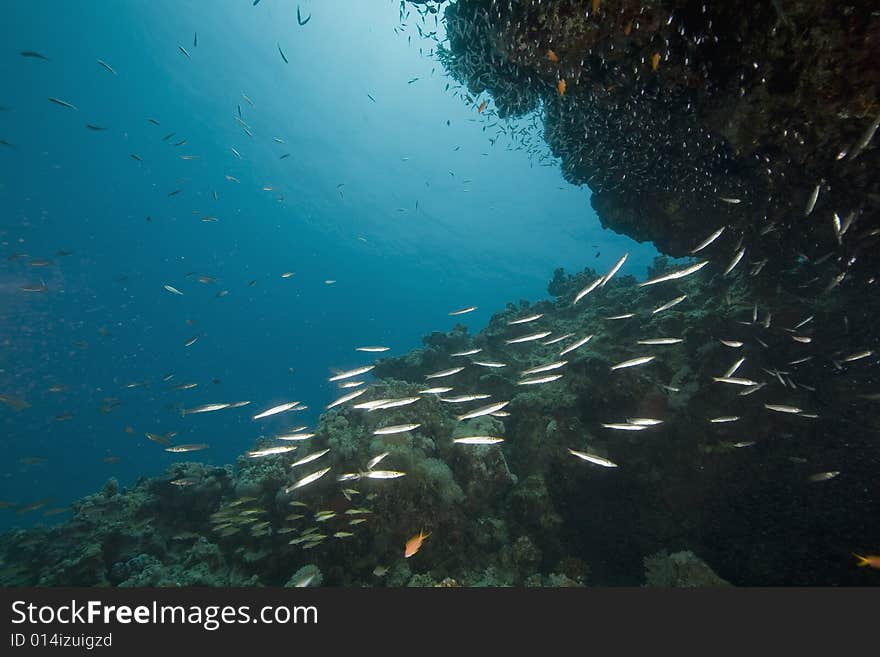 Coral and fish taken in the Red Sea.