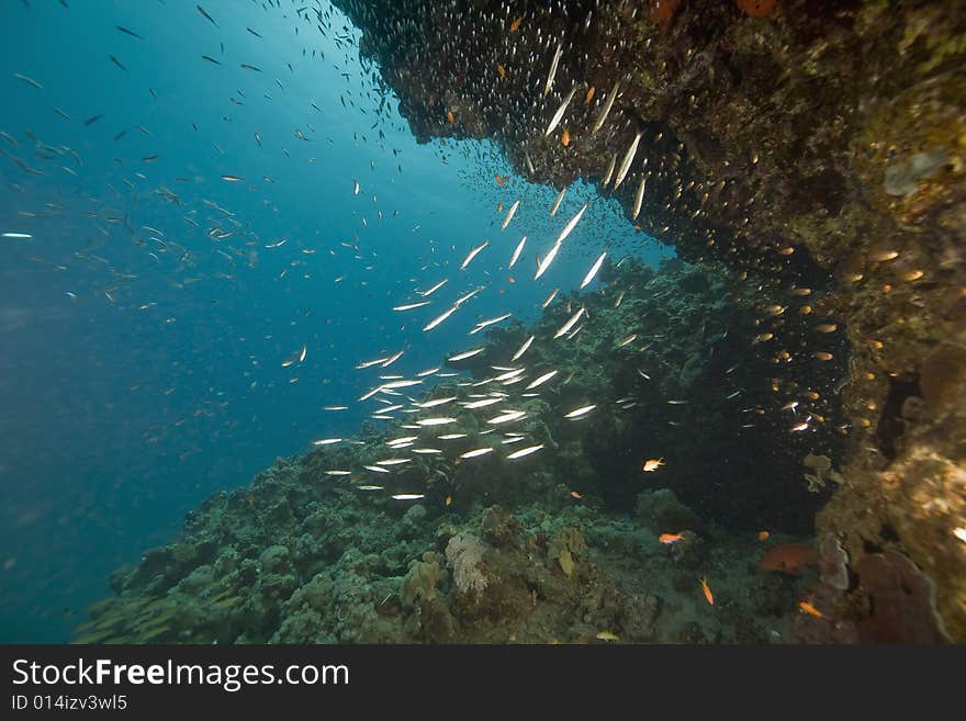 Coral and fish taken in the Red Sea.