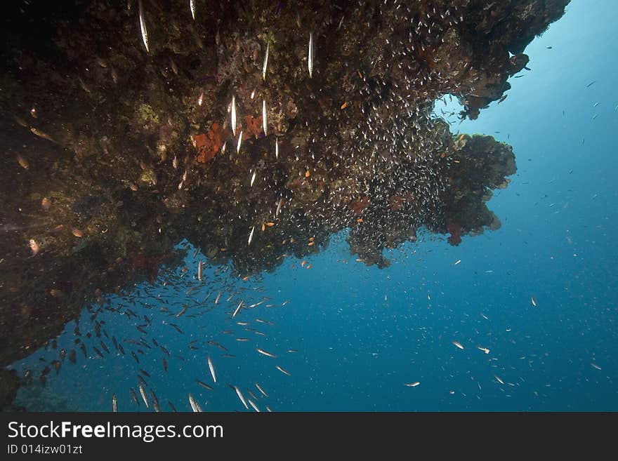 Coral and fish taken in the Red Sea.