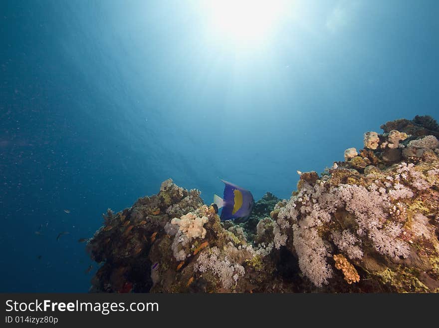 Coral and fish taken in the Red Sea.