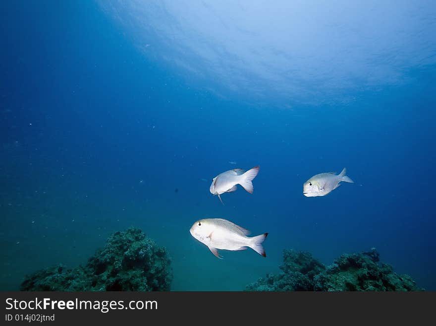 Coral and fish taken in the Red Sea.