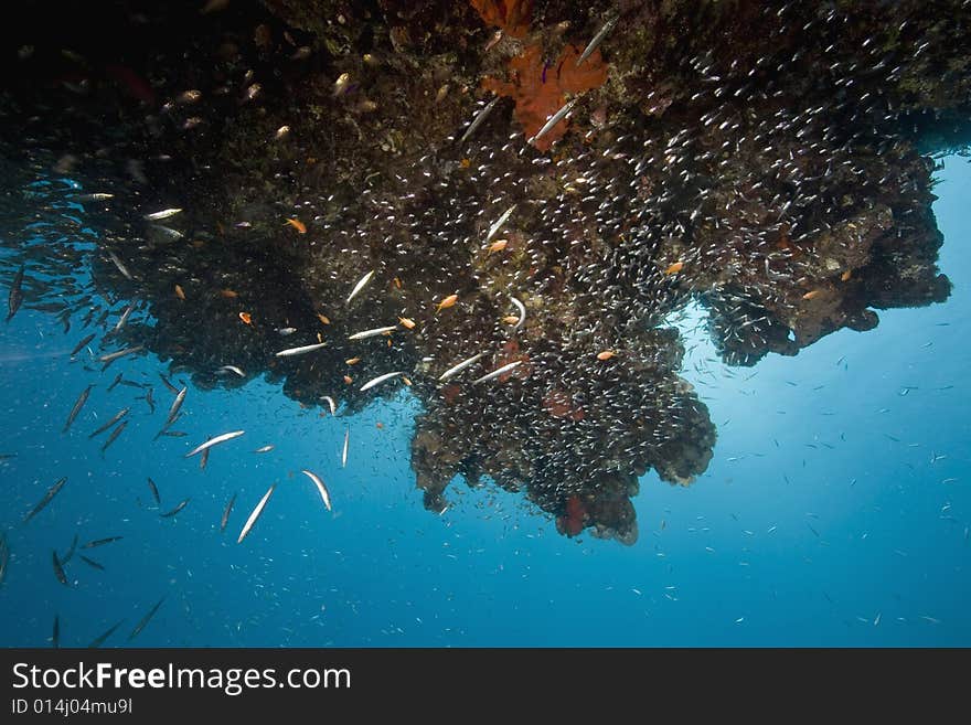 Coral And Fish