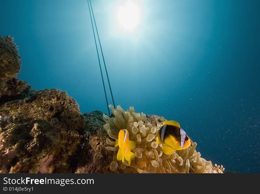 Red sea anemonefish (Amphipiron bicinctus)  taken in the Red Sea.