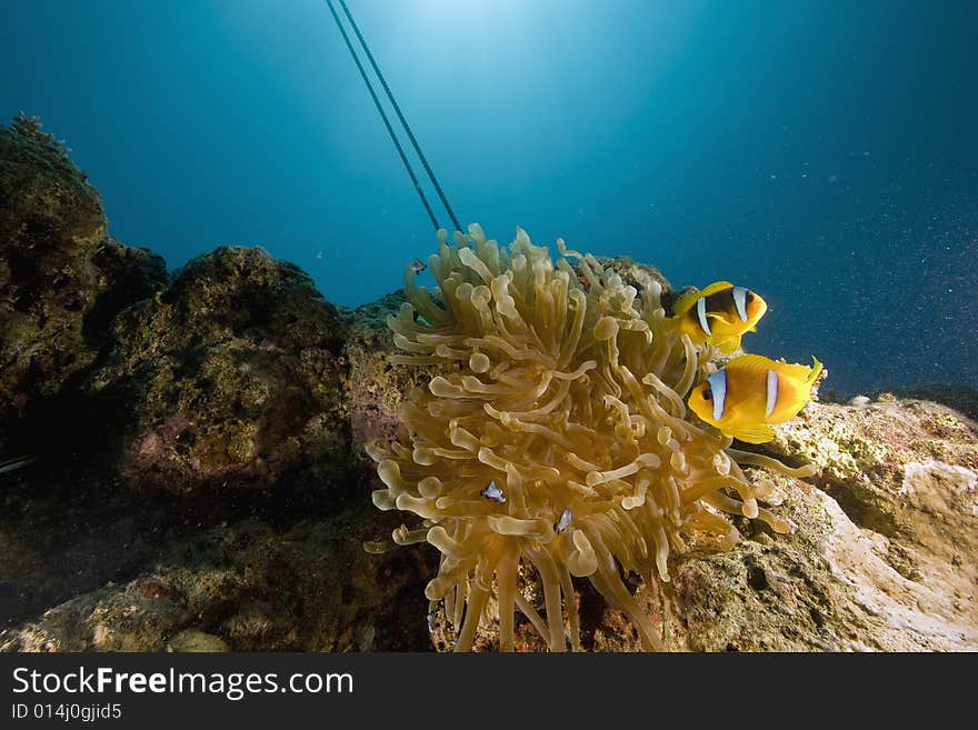 Red sea anemonefish (Amphipiron bicinctus)  taken in the Red Sea.