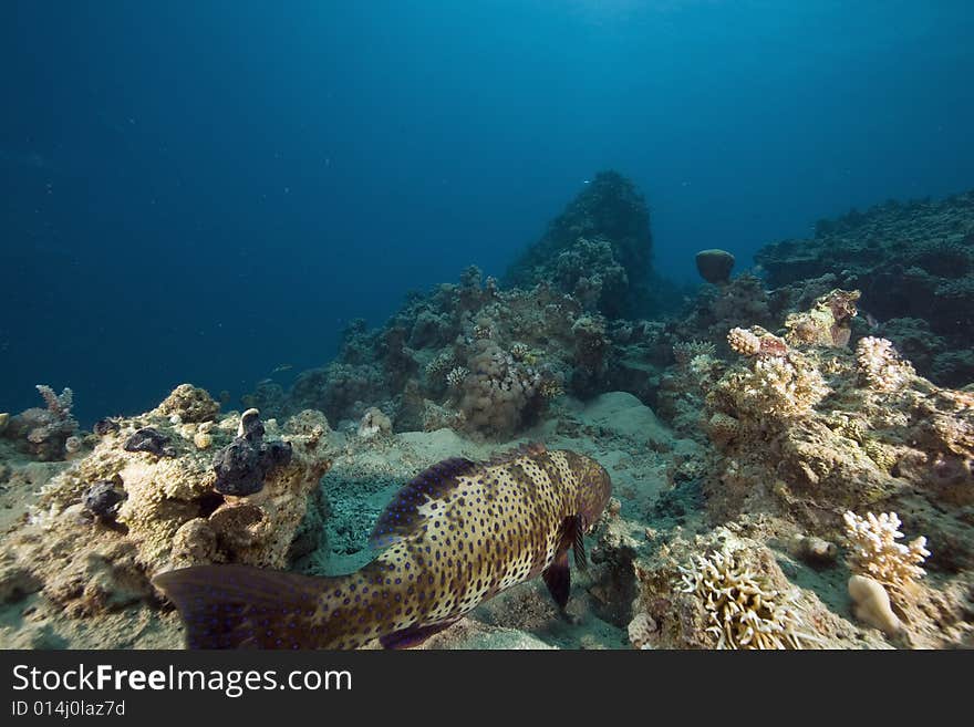 Red sea coralgrouper (plectropomus pessuliferus)