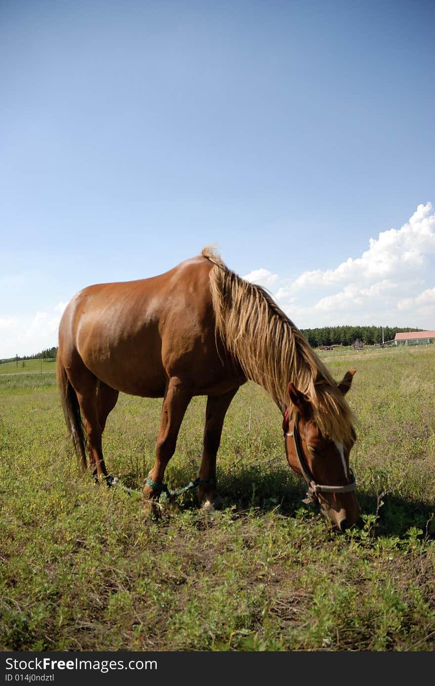 Horse on the glassland